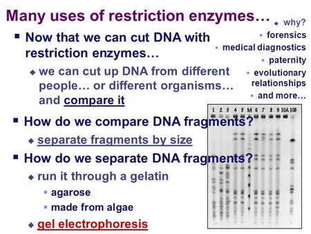  How do we compare DNA fragments?  separate fragments by size  How do we separate DNA fragments?  run it through a gelatin  agarose  made from algae.