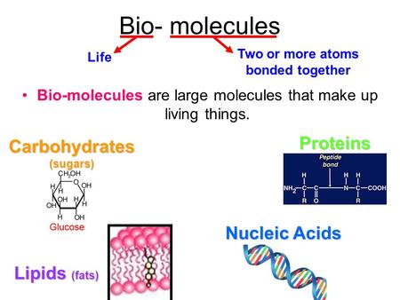 Bio- molecules Bio-molecules are large molecules that make up living things. Life Two or more atoms bonded together Carbohydrates (sugars) Proteins Lipids.