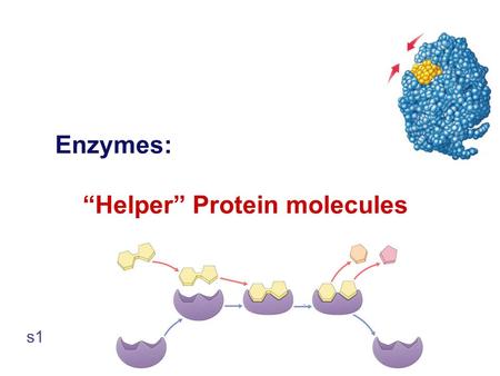 Enzymes: “Helper” Protein molecules s1 Flow of energy through life  Life is built on chemical reactions s2.