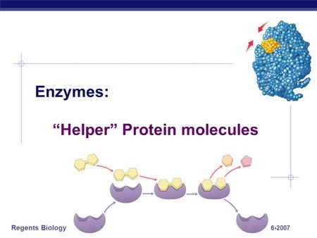 Regents Biology 2006-2007 Enzymes: “Helper” Protein molecules.