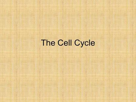 The Cell Cycle. Your cells are dividing… You need new cells for: –replacing all of the cells that are dying. –Repairing injury –New growth (getting taller/wider)