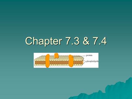 Chapter 7.3 & 7.4. 7.3 All organisms and all cells must maintain homeostasis (stable internal environment) and adjust to their environment. Cell membrane.