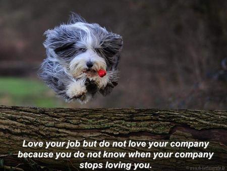 Love your job but do not love your company because you do not know when your company stops loving you.