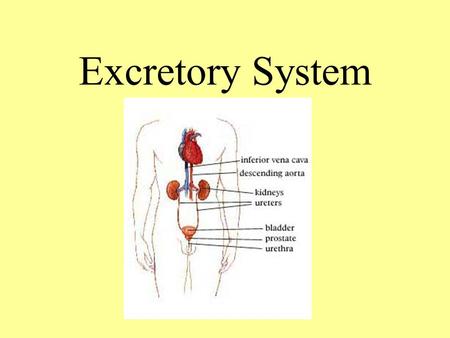 Excretory System. Excretion Rids the body of toxic chemicals, excess water, salts, and carbon dioxide.