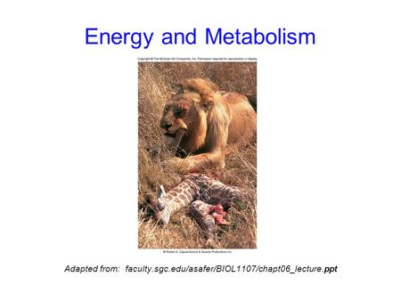 Energy and Metabolism Adapted from: faculty.sgc.edu/asafer/BIOL1107/chapt06_lecture.ppt.