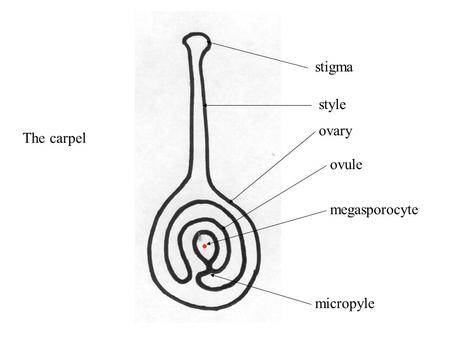 Stigma style ovary ovule megasporocyte micropyle The carpel.