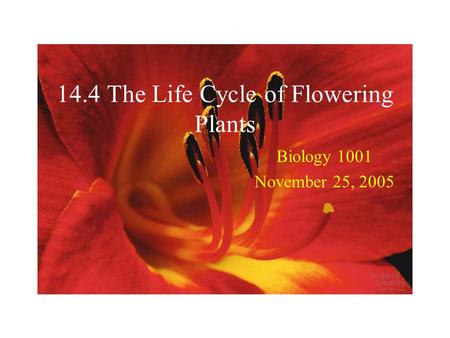 14.4 The Life Cycle of Flowering Plants Biology 1001 November 25, 2005.
