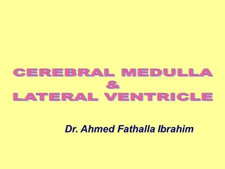 CEREBRAL MEDULLA & LATERAL VENTRICLE