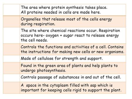 The area where protein synthesis takes place.