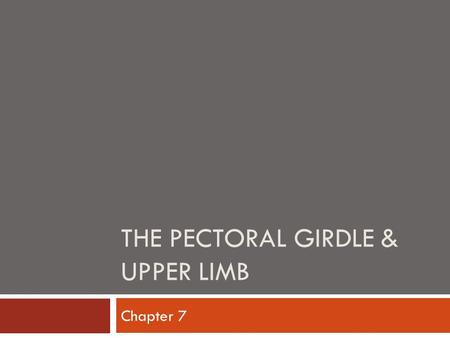 THE PECTORAL GIRDLE & UPPER LIMB Chapter 7. Pectoral Girdle / Shoulder  Very light and has high degree of mobility  Considered an open joint  Consists.