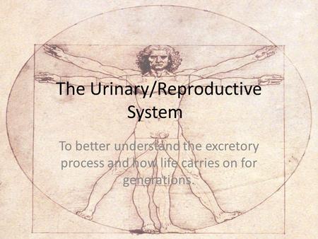 The Urinary/Reproductive System To better understand the excretory process and how life carries on for generations.