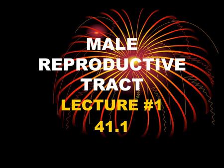 MALE REPRODUCTIVE TRACT LECTURE #1 41.1. I. THE GOAL A. To produce fertile sperm that will unite with the female egg to create a new organism.