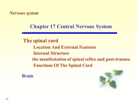 -1- Chapter 17 Central Nervous System The spinal cord Location And External Features Internal Structure the manifestation of spinal reflex and post-trauma.