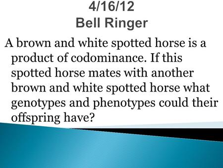 4/16/12 Bell Ringer A brown and white spotted horse is a product of codominance. If this spotted horse mates with another brown and white spotted horse.