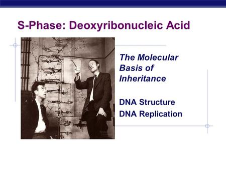 AP Biology S-Phase: Deoxyribonucleic Acid The Molecular Basis of Inheritance DNA Structure DNA Replication.