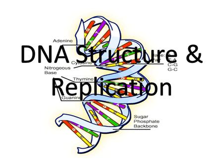 Objectives To explain how instructions in DNA lead to different cells and result in cells being able to perform certain tasks in an organism Identify.