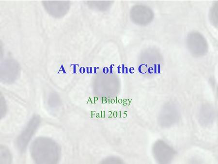 A Tour of the Cell AP Biology Fall 2015. Cells are necessarily small Most cells are between 1 and 100 micrometers They have to be that small to allow.