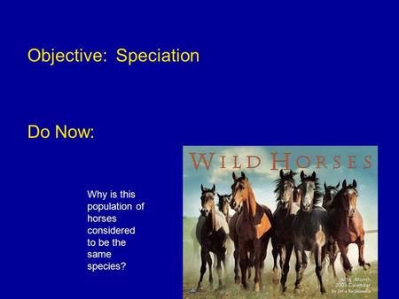 Objective: Speciation Do Now: Why is this population of horses considered to be the same species?
