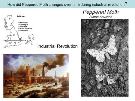 How did Peppered Moth changed over time during industrial revolution?