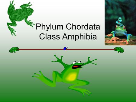 Phylum Chordata Class Amphibia. 1.Class Amphibia A. Lay eggs in water, or some kind of moisture 1. Live in water as larvae and on land as adults. 2. Have.