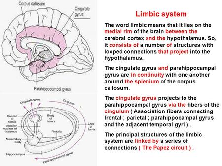 Limbic system The word limbic means that it lies on the medial rim of the brain between the cerebral cortex and the hypothalamus. So, it consists of a.