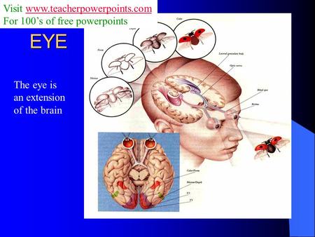 EYE The eye is an extension of the brain Visit www.teacherpowerpoints.comwww.teacherpowerpoints.com For 100’s of free powerpoints.