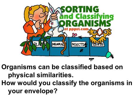 Organisms can be classified based on physical similarities. How would you classify the organisms in your envelope?