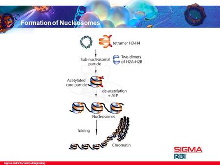 Sigma-aldrich.com/cellsignaling Formation of Nucleosomes.