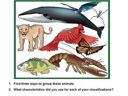 1.Find three ways to group these animals. 2.What characteristics did you use for each of your classifications?