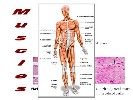 Muscles Smooth - no striations, involuntary visceral organs