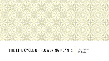 THE LIFE CYCLE OF FLOWERING PLANTS Gloria Varela 4 th Grade.