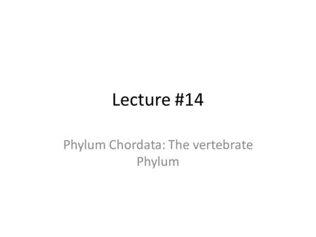 Lecture #14 Phylum Chordata: The vertebrate Phylum.