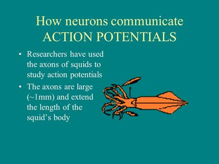 How neurons communicate ACTION POTENTIALS Researchers have used the axons of squids to study action potentials The axons are large (~1mm) and extend the.
