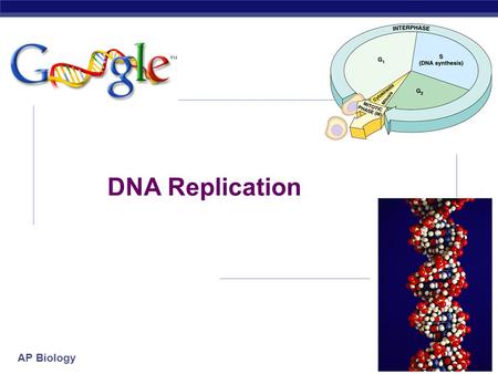 AP Biology 2007-2008 DNA Replication AP Biology proteinRNA The “Central Dogma” DNA transcriptiontranslation replication  Flow of genetic information.