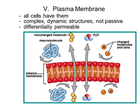 Chapter 5 - The Plasma Membrane