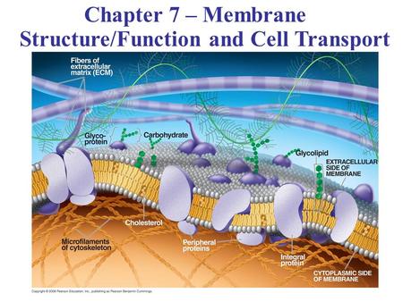 Chapter 7 – Membrane Structure/Function and Cell Transport.