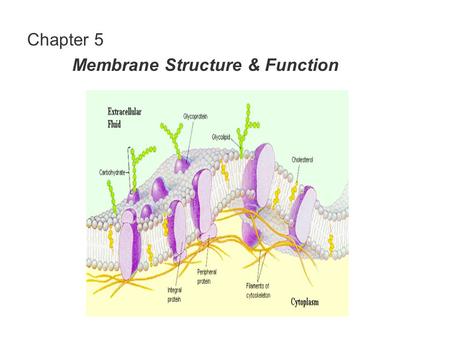 Chapter 5 Membrane Structure & Function. Membrane structure, I Selective permeability Amphipathic polar & non-polar regions (ex. hydrophilic & hydrophobic)