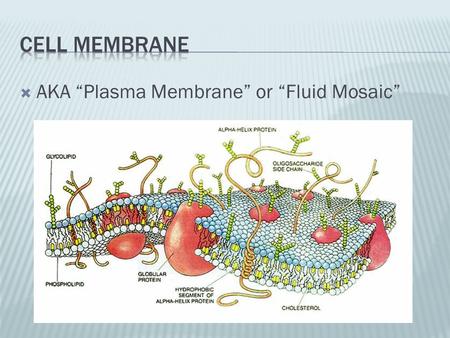  AKA “Plasma Membrane” or “Fluid Mosaic”.  Selectively permeable  Barrier  Protection.