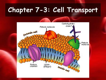 Chapter 7-3: Cell Transport. Explain what is meant by the term selective permeability. Compare and contrast passive and active transport. Daily Objectives.