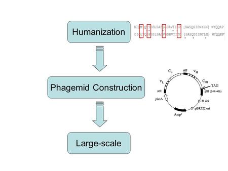 Humanization Phagemid Construction Large-scale. Humanization Light chainHeavy chain A4.6.1 (murine anti-VEGF antibody) Y0317 (anti-VEGF antibody Fab fragment)