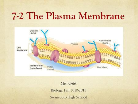 7-2 The Plasma Membrane Mrs. Geist Biology, Fall 2010-2011 Swansboro High School.