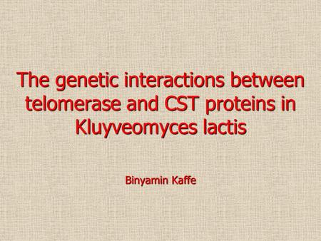 The genetic interactions between telomerase and CST proteins in Kluyveomyces lactis Binyamin Kaffe.