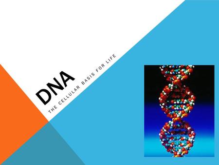 DNA THE CELLULAR BASIS FOR LIFE. DNA STRUCTURE DNA is a nucleic acid made up of nucleotides joined into two long strands by covalent bonds Nucleotides.