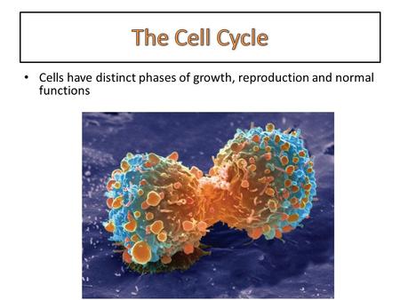 Cells have distinct phases of growth, reproduction and normal functions.