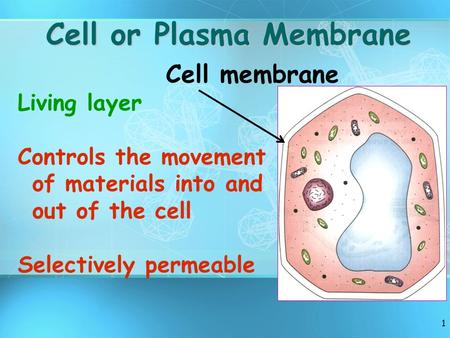 1 Living layer Controls the movement of materials into and out of the cell Selectively permeable Cell membrane Cell or Plasma Membrane.