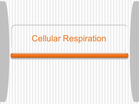Cellular Respiration. What is Cellular Respiration? Step-by-step breakdown of glucose molecules to release energy Produce ATP Takes place day and night.