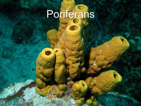 Poriferans. Phylum Porifera Phylum Porifera – “pore-bearers” Sponges Tiny openings, pores, all over the body Cambrian Period – 540 m.y.a.; oldest and.