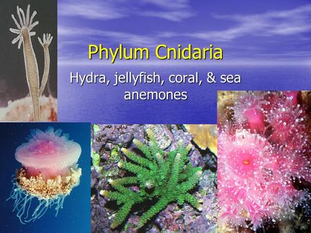 Phylum Cnidaria Hydra, jellyfish, coral, & sea anemones.