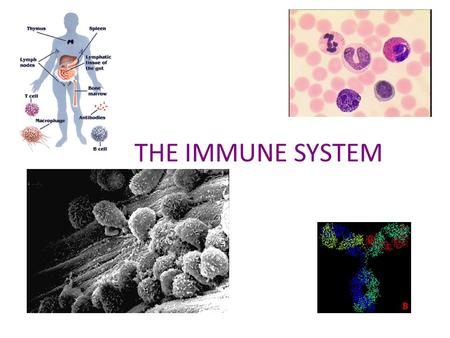 THE IMMUNE SYSTEM. Blood Cells Cells of the Immune System White Blood Cells Phagocytes - Neutrophils - Macrophages Lymphocytes.