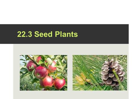 22.3 Seed Plants. What are seeds?  Every seed contains a living plant ready to sprout as soon as it encounters the proper conditions for growth.